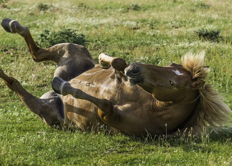 Військові ЗС РФ почали пересідати на коней – Forbes