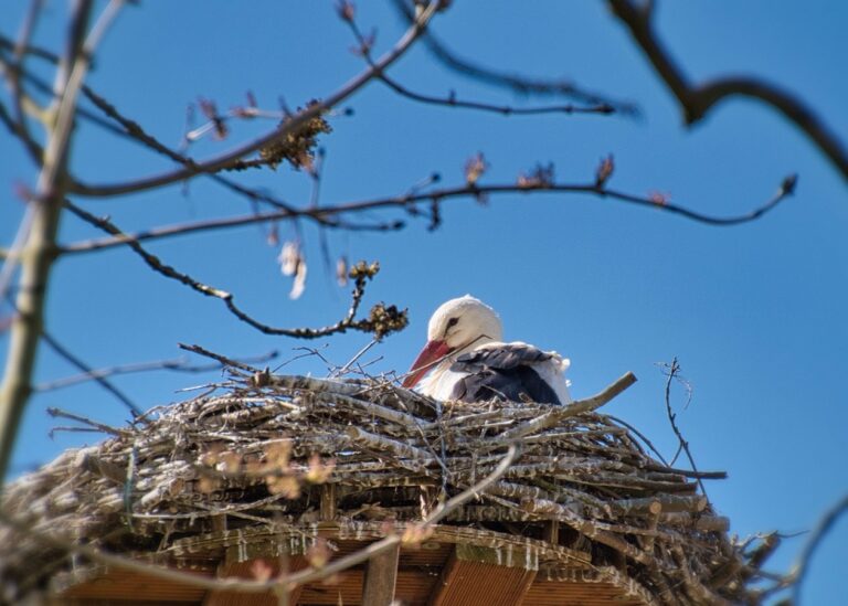 Гороскоп для знаків зодіаку на вихідні 8-9 березня 2025 року