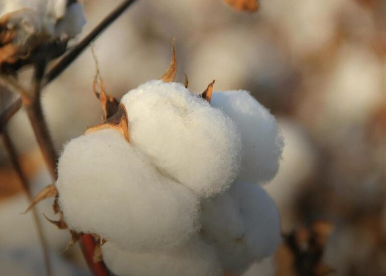 В Україні планують зробити бавовник стратегічною культурою