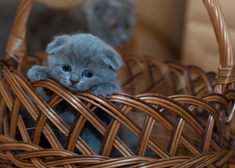 Гороскоп для знаків зодіаку на 13 травня 2025 року