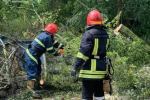 Сильний вітер повалив дерева на Вінниччині (фото)