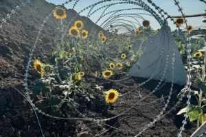 На Донеччині серед фортифікацій проросли соняхи: вражаючі кадри