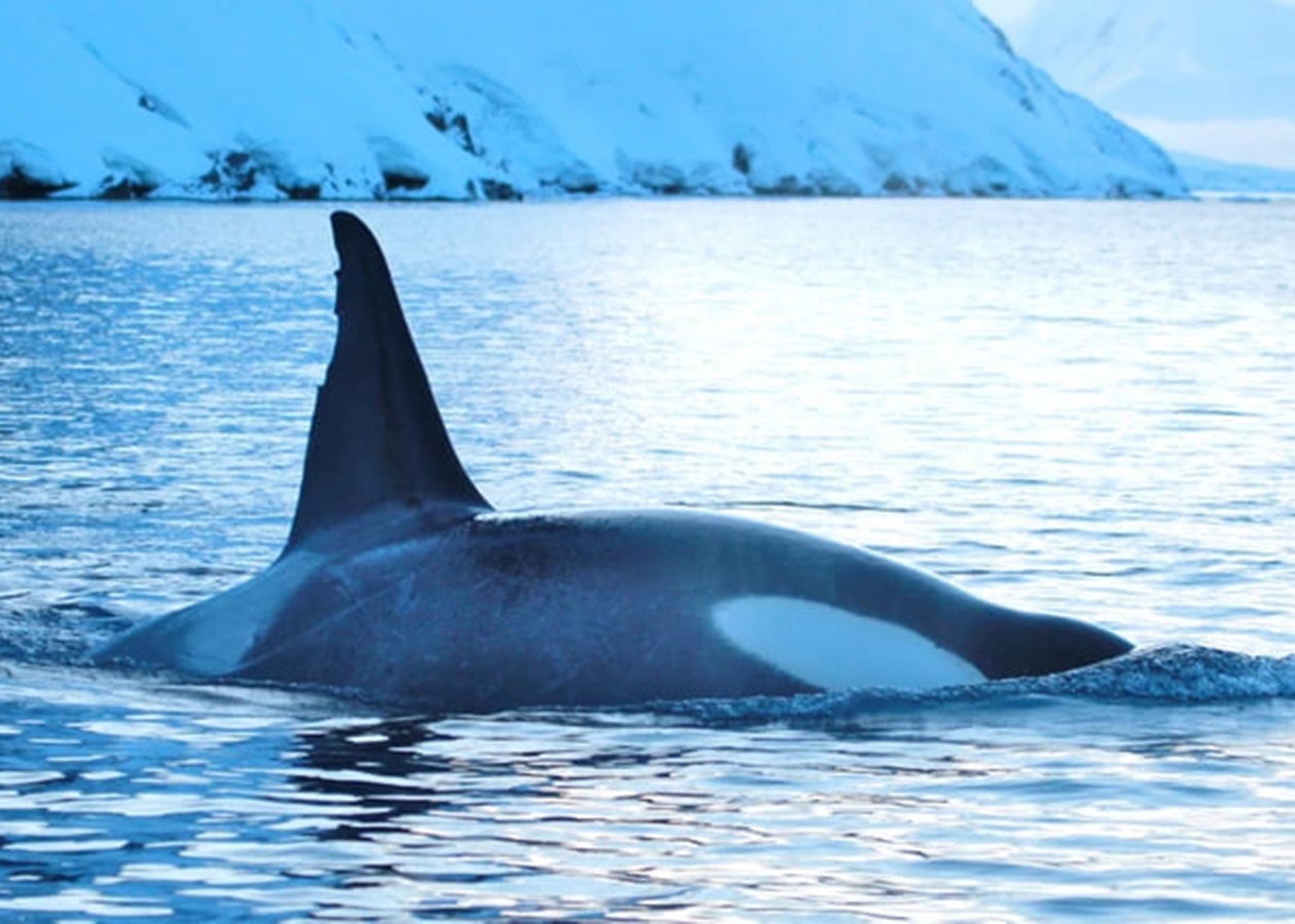 Українські полярники показали косаток біля станції Академік Вернадський