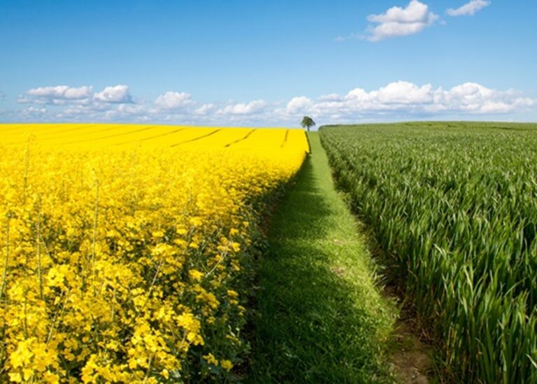 В Україні зібрали понад 3,3 млн тонн ріпаку