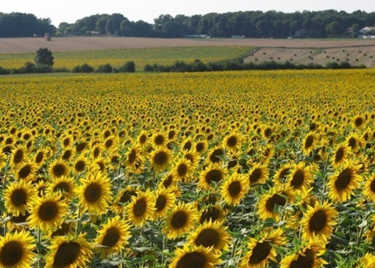 На Запоріжжі окупанти зібрали рекордно низький урожай