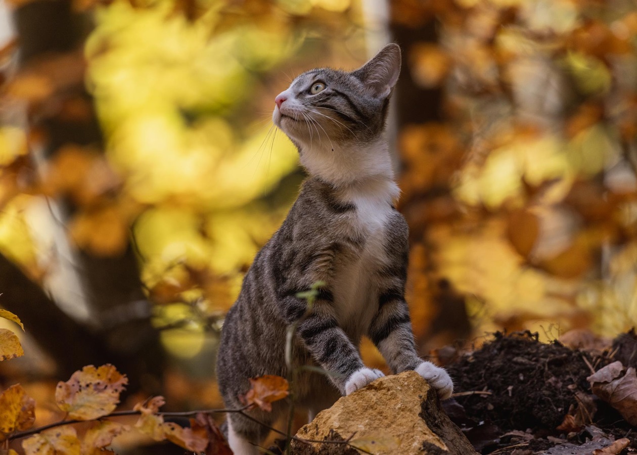 Синоптики спрогнозували, якою буде погода в жовтні