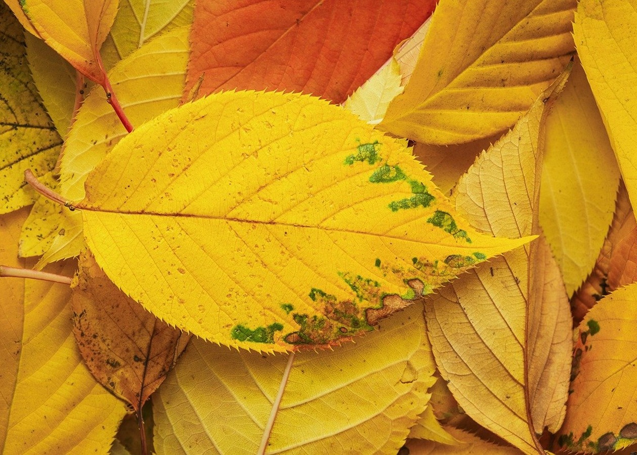 Гороскоп для всіх знаків зодіаку на 7 жовтня 2025 року