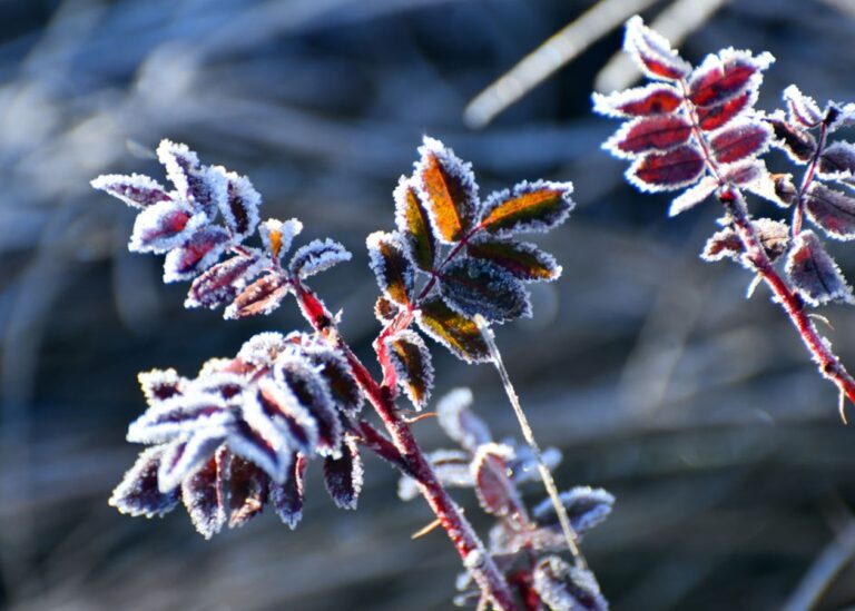 Дощі та нічні заморозки: погода на початок тижня