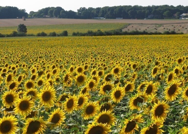 Переробка соняшнику в Україні знизилась до трирічного мінімуму