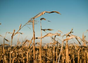 В Україні намолотили 43,6 млн тонн зерна