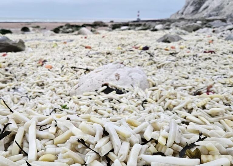 В Англії на узбережжя викинуло тонни картоплі фрі та цибулі