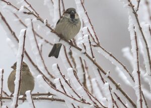 Екстремальні морози: чого чекати від погоди після вихідних